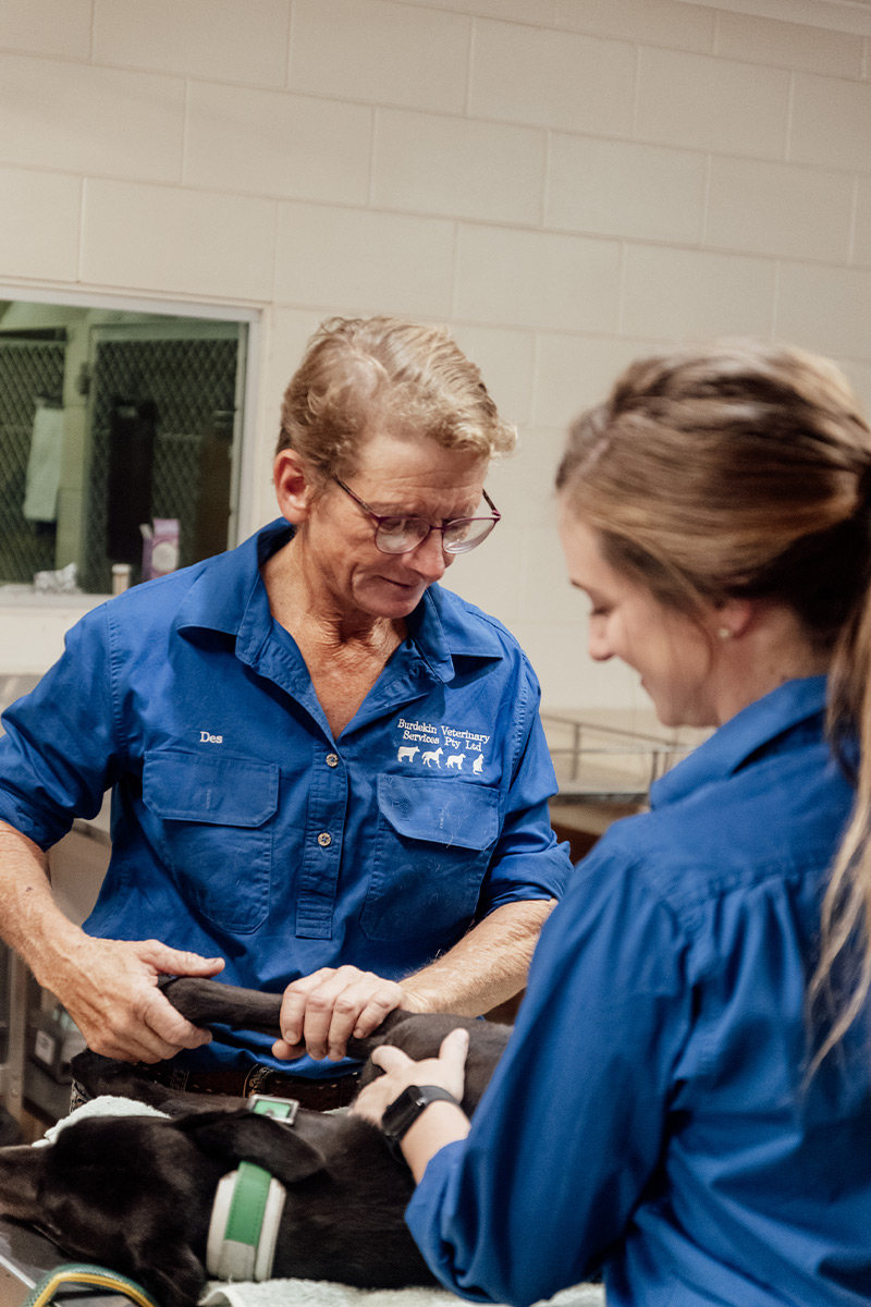 Burdekin Vet Services - Vet Surgery Services