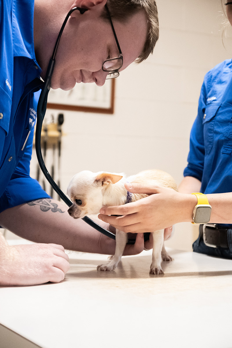 Burdekin Vet Services - Pet Health Checks