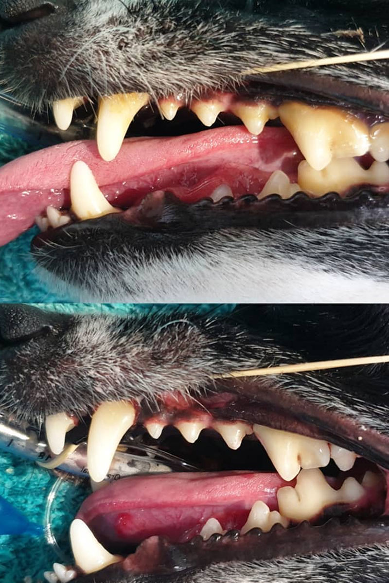Burdekin Vet Services - Dentistry - Before & After