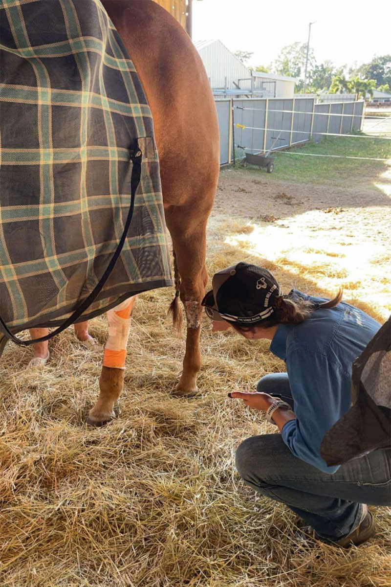 Burdekin Vet Services - Equine Vet Services
