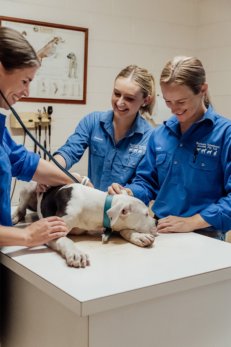 Top to Tail Travelling Vet - from Perth to Swan Valley