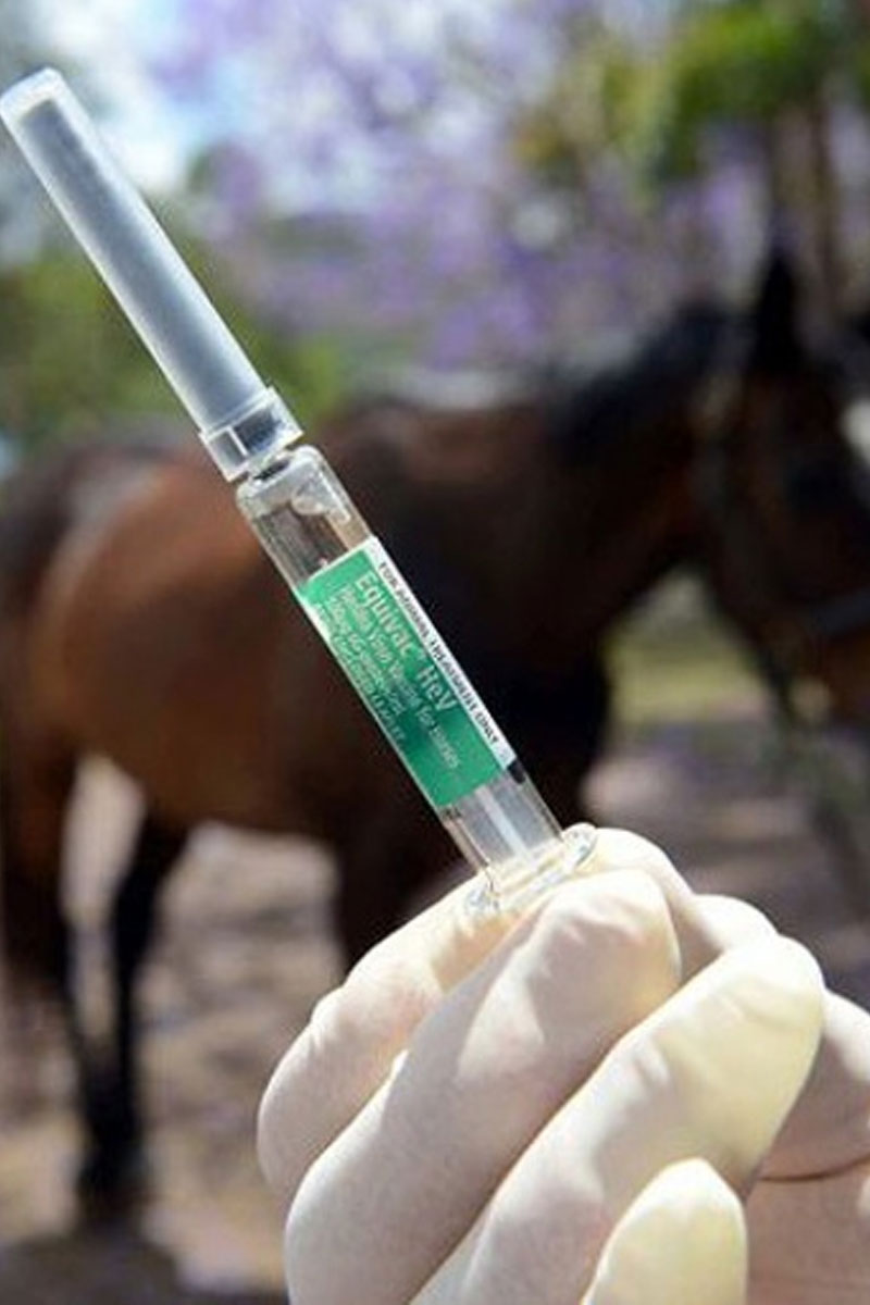 Burdekin Vet Services - Horse Vaccinations