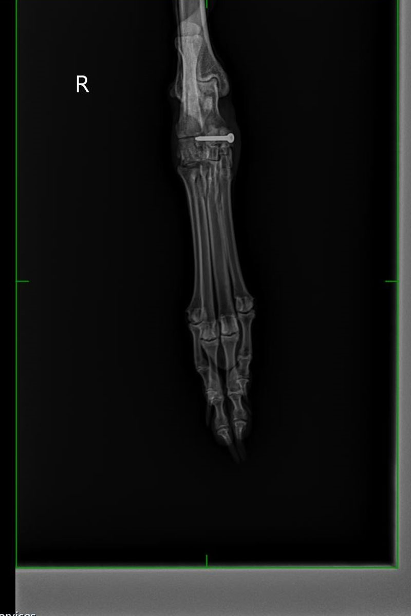 Burdekin Vet Services - Diagnostics - X-Ray Imaging